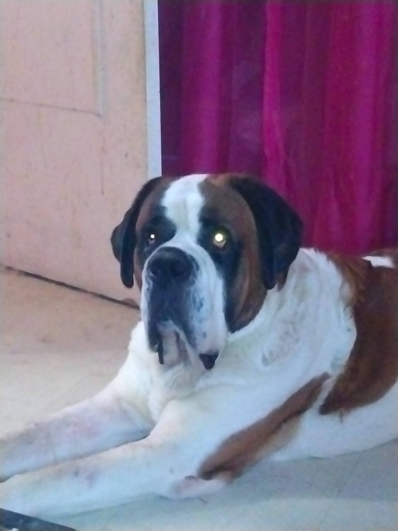 Beethoven a rejoint le concours — aidez-le/la à gagner de superbes lots ! bored, boxer, canidae, carnivore, comfort, companion_dog, curtain, dog, dog_breed, fawn, flooring, giant_dog_breed, non_sporting_group, paw, snout, sporting_group, working_animal, working_dog