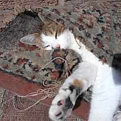 Sasha is registered to the contest to win money with this photo: