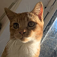 Cosmo is registered to the contest to win money with this photo: animal, cat, close_up, curious, cute, daylight, domestic_cat, ears, face, feline, fur, indoor, looking, orange_cat, pet, portrait, sunlight, whiskers, white_fur, window