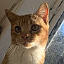 animal, cat, close_up, curious, cute, daylight, domestic_cat, ears, face, feline, fur, indoor, looking, orange_cat, pet, portrait, sunlight, whiskers, white_fur, window