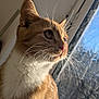 Cosmo is registered to the contest to win money with this photo: animal, calm, cat, close_up, curious, daylight, domestic_cat, feline, ginger_cat, indoor, looking_out, pet, portrait, quiet, side_profile, soft_fur, sunlight, whiskers, white_fur, window