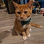 bow_tie, cat, close_up, collar, cute, domestic_animal, feline, floor, household_items, indoor, kitten, looking, mug, orange_cat, pet, sitting, whiskers, white_paws, wooden_floor, young_cat