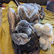 Roo joined the competition — help win amazing prizes! animal, blanket, canine, close_up, companion, couch, cozy, cute, dog, domestic, fur, indoor, lying_down, paws, pet, playful, plush, relaxed, resting, stuffed_toy