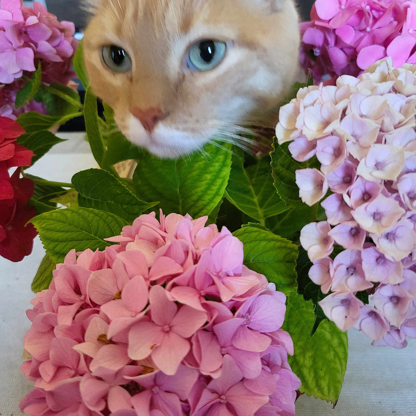 Rio participe au concours pour gagner de l'argent avec cette photo : animal, cat, close_up, colorful, curious, cute, domestic_cat, feline, flower, fluffy, green_leaves, hydrangea, indoor, nature, orange_tabby, pet, pink_flower, plant, table, whiskers