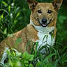 animal, animal_photography, black_nose, brown_fur, canine, centered_subject, dark_eyes, dog, foliage, garden, grass, greenery, nature, outdoors, pet, pointy_ears, portrait, sitting, smiling, white_chest