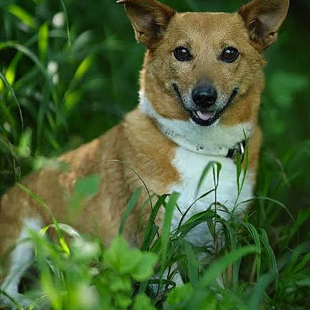 Napo