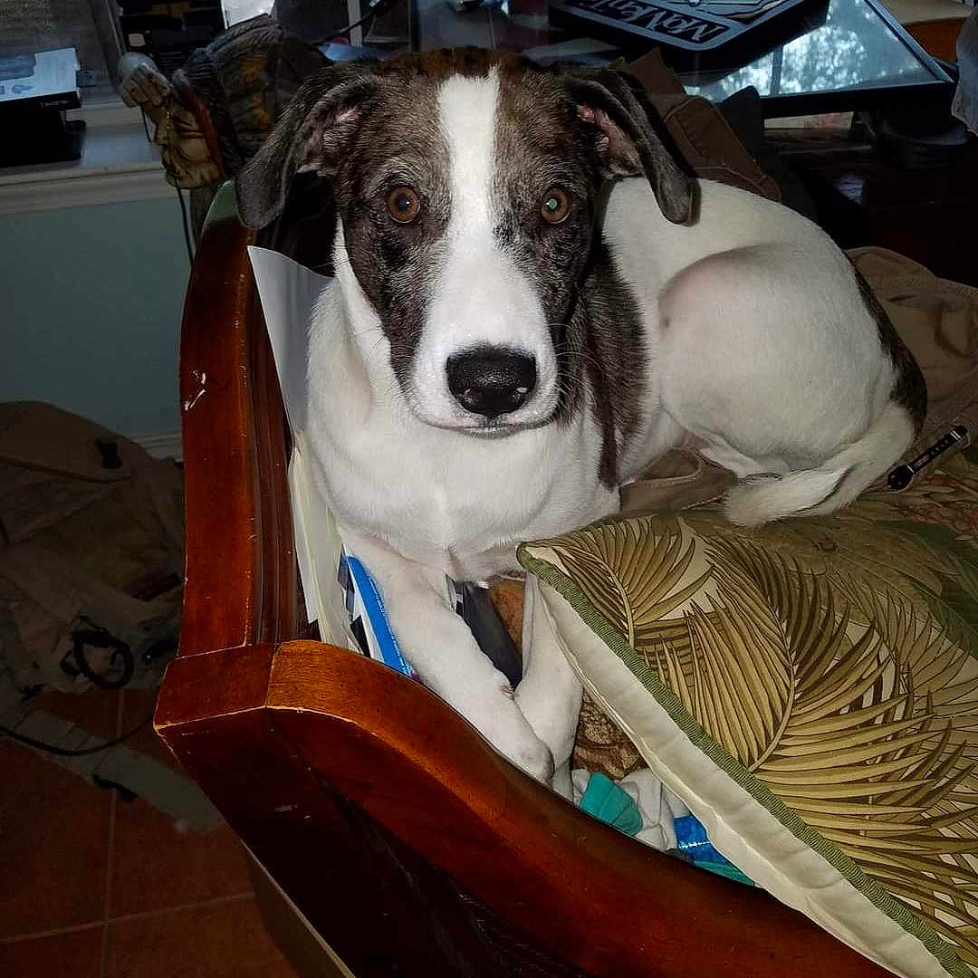 Cooper
