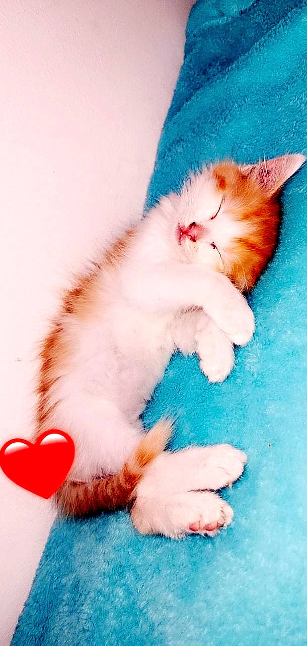 Diamant a rejoint le concours — aidez-le/la à gagner de superbes lots ! british_longhair, carnivore, cat, felidae, fur, kitten, munchkin, napoleon_cat, norwegian_forest_cat, ojos_azules, paw, persian, polydactyl_cat, ragamuffin, ragdoll, small_to_medium_sized_cats, tail, turkish_angora, turkish_van, whiskers