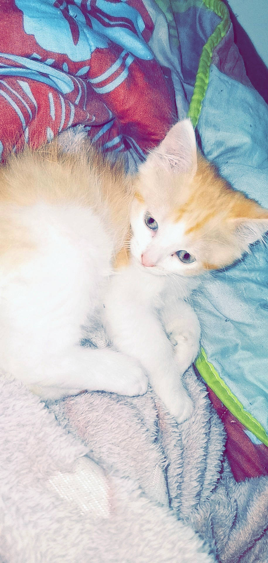 Diamant a rejoint le concours — aidez-le/la à gagner de superbes lots ! carnivore, cat, colorpoint_shorthair, fawn, felidae, fur, german_rex, kitten, mammal, ojos_azules, persian, ragdoll, skin, small_to_medium_sized_cats, tail, turkish_angora, turkish_van, whiskers