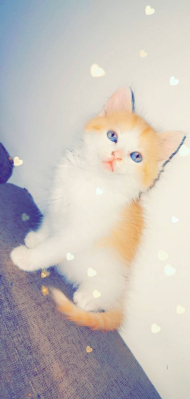 Diamant a rejoint le concours — aidez-le/la à gagner de superbes lots ! british_longhair, carnivore, cat, fawn, felidae, fur, kitten, mammal, norwegian_forest_cat, ojos_azules, paw, persian, polydactyl_cat, ragamuffin, ragdoll, small_to_medium_sized_cats, tail, turkish_angora, turkish_van, whiskers