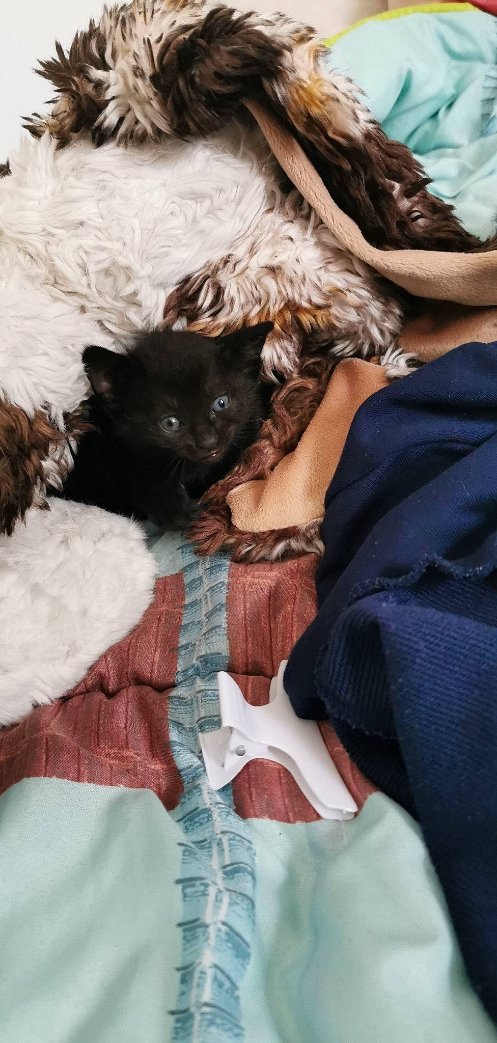 Paillettes a rejoint le concours — aidez-le/la à gagner de superbes lots ! black_cat, canidae, carnivore, cat, dog_breed, felidae, kitten, small_to_medium_sized_cats, whiskers