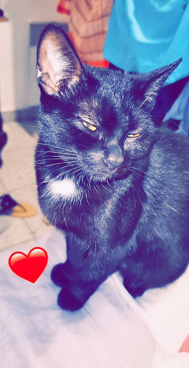 Paillettes a rejoint le concours — aidez-le/la à gagner de superbes lots ! asian, black_cat, british_shorthair, burmese, carnivore, cat, domestic_short_haired_cat, felidae, fur, kitten, korat, mammal, paw, purple, small_to_medium_sized_cats, snout, tail, whiskers