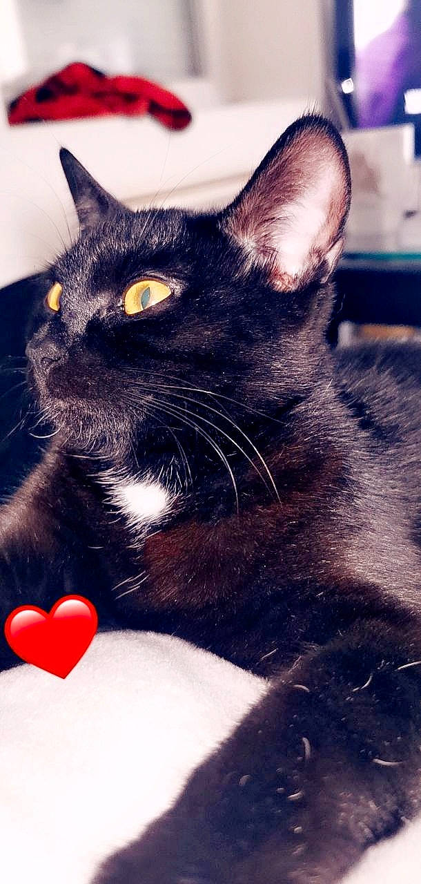 Paillettes participe au concours pour gagner de l'argent avec cette photo : asian, black_cat, bombay, burmese, carnivore, cat, domestic_short_haired_cat, ear, felidae, german_rex, kitten, mammal, paw, polydactyl_cat, small_to_medium_sized_cats, snout, whiskers