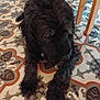 Bonheur a rejoint le concours — aidez-le/la à gagner de superbes lots ! dog, black_dog, curly_fur, lying_down, floor, patterned_tiles, wooden_chair, indoor, pet, animal, relaxed, cozy, fur, paws, resting, domestic_animal, companion, cute, quiet, home