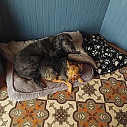 Bonheur participe au concours pour gagner de l'argent avec cette photo : dog, dogs, pet, pets, blanket, bed, floor, tile_floor, patterned_floor, indoor, resting, cozy, snuggling, two_dogs, brown_dog, black_dog, wall, blue_wall, fur, animal