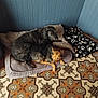 dog, dogs, pet, pets, blanket, bed, floor, tile_floor, patterned_floor, indoor, resting, cozy, snuggling, two_dogs, brown_dog, black_dog, wall, blue_wall, fur, animal