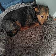 Toutoune a rejoint le concours — aidez-le/la à gagner de superbes lots ! animal, black, brown, comfort, companion, cozy, curled_up, cute, dog, floor, fluffy, fur, home, indoor, pet_bed, quiet, relaxing, resting, sleepy, wall