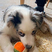 Rio a rejoint le concours — aidez-le/la à gagner de superbes lots ! australian_shepherd, black_patches, blue_eyes, chair_leg, chewing, close_up, dog, ears, floor, fur, indoor, nose, paws, pet, playful, puppy, shoe, speckled_tile, toy_ball, white_fur