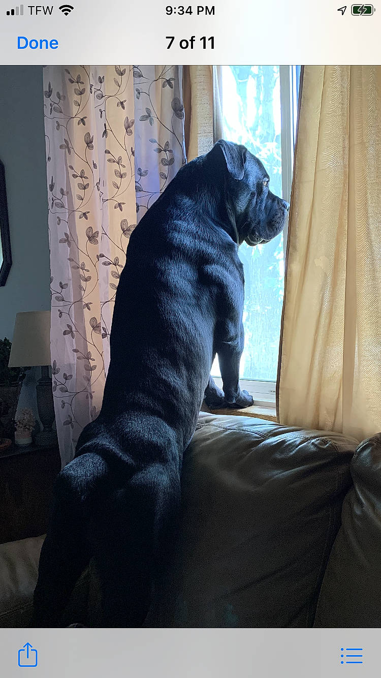 Khan is registered to the contest to win money with this photo: canidae, carnivore, comfort, companion_dog, curtain, dog, dog_breed, electric_blue, fawn, felidae, fur, grey, room, snout, sporting_group, tail, terrestrial_animal, tints_and_shades, whiskers, window