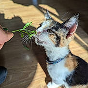 Lilly joined the competition — help win amazing prizes! animal, calico, cat, closeup, collar, curious, domestic, feline, green_nails, hand, indoor, kitten, nature, pet, plant, shadow, sniffing, sunlight, whiskers, wooden_floor