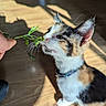 animal, calico, cat, closeup, collar, curious, domestic, feline, green_nails, hand, indoor, kitten, nature, pet, plant, shadow, sniffing, sunlight, whiskers, wooden_floor