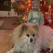 Dolce joined the competition — help win amazing prizes! brown_markings, buddha_statue, christmas_tree, colored_lights, cute, decorations, dog, festive, fluffy, holiday, indoor, living_room, nighttime, pet, portrait, rug, sitting, small_dog, white_fur, wood_floor