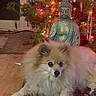 brown_markings, buddha_statue, christmas_tree, colored_lights, cute, decorations, dog, festive, fluffy, holiday, indoor, living_room, nighttime, pet, portrait, rug, sitting, small_dog, white_fur, wood_floor