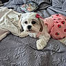 animal, bed, bedspread, blanket, bow, cozy, cute, dog, domestic_animal, fur, home, indoor, pet, pillow, pink_dress, relaxed, resting, small_dog, strawberry_pattern, white_fur