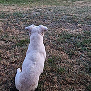 Lili a rejoint le concours — aidez-le/la à gagner de superbes lots ! dog, white_dog, grass, tree, soccer_ball, backyard, fence, outdoor, pet, animal, nature, evening, quiet, watching, sitting, yard, calm, leisure, field, domestic_animal