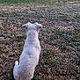 dog, white_dog, grass, tree, soccer_ball, backyard, fence, outdoor, pet, animal, nature, evening, quiet, watching, sitting, yard, calm, leisure, field, domestic_animal