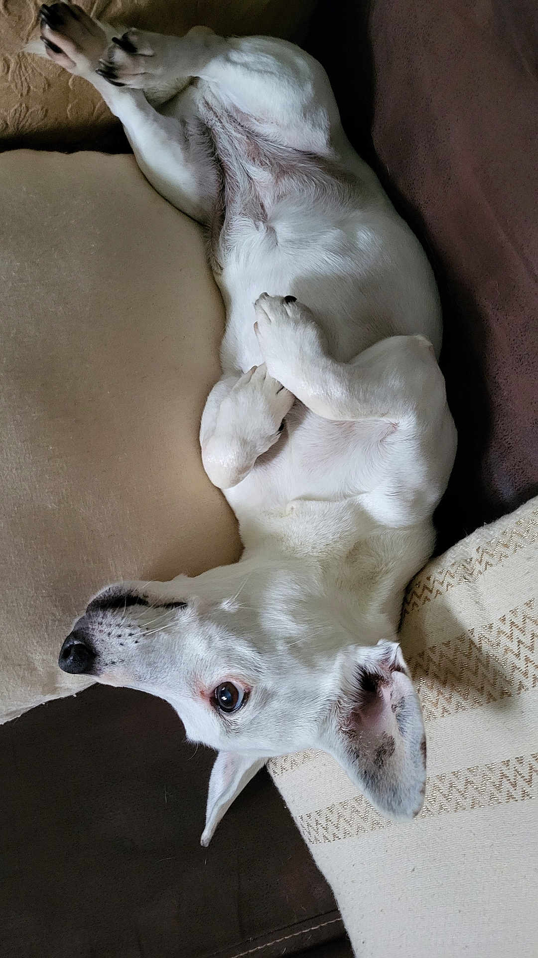 Lili a rejoint le concours — aidez-le/la à gagner de superbes lots ! dog, white_dog, lying_down, couch, pillow, indoor, pet, relaxed, fur, animal, cute, ears, nose, paw, sleepy, companion, domestic, resting, cozy, side_view