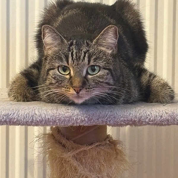 Cupidon a rejoint le concours — aidez-le/la à gagner de superbes lots ! cat, tabby, feline, fluffy, fur, whiskers, ears, green_eyes, portrait, staring, crouching, lying_down, cat_tree, scratching_post, platform, indoor, home, striped_fur, pet, close_up