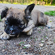 Mushu a rejoint le concours — aidez-le/la à gagner de superbes lots ! puppy, dog, outdoor, nature, gravel, stick, forest, greenery, cute, young, animal, pet, canine, playing, lying_down, sunlight, ears, eyes, snout, ground