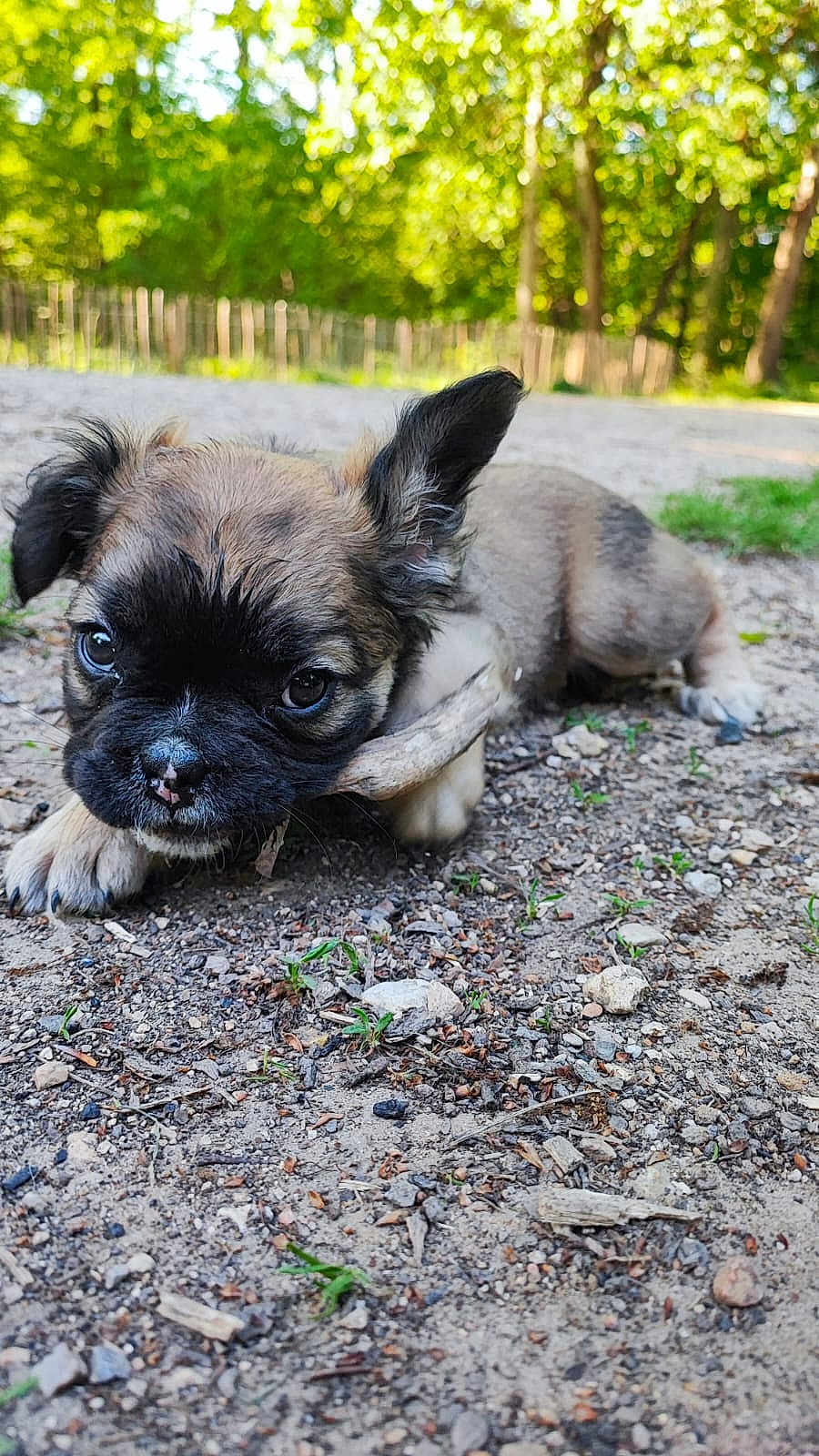 Mushu a rejoint le concours — aidez-le/la à gagner de superbes lots ! puppy, dog, outdoor, nature, gravel, stick, forest, greenery, cute, young, animal, pet, canine, playing, lying_down, sunlight, ears, eyes, snout, ground