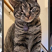Tiki joined the competition — help win amazing prizes! animal, cat, closeup, collar, cute, domestic, ears, feline, fur, house, indoor, looking, mammal, pet, sitting, staircase, striped, tabby, tag, whiskers