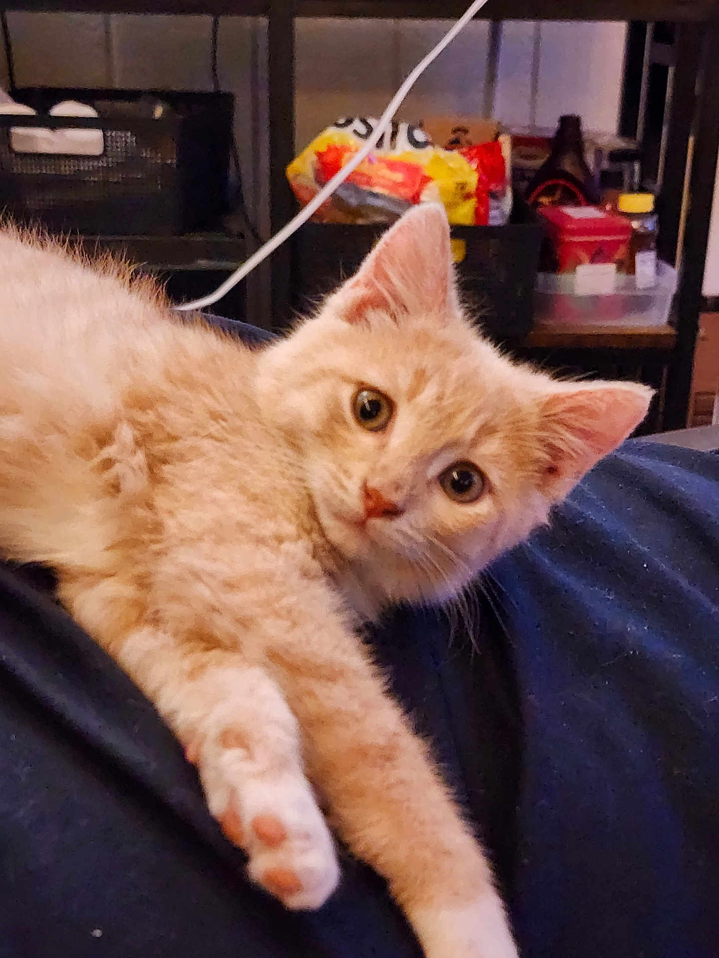 Peaches joined the competition — help win amazing prizes! kitten, cat, orange_cat, pet, indoor, feline, curious, fur, whiskers, paw, relaxed, closeup, young_cat, animal, domestic_animal, cute, laying_down, looking_at_camera, soft_fur, home