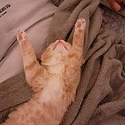 Peaches joined the competition — help win amazing prizes! kitten, cat, orange_cat, white_fur, stretching, paws_up, blanket, cozy, tattoo, arm, fur, sleeping_cat, resting, indoor, pet, cute, animal, soft, relaxation, home