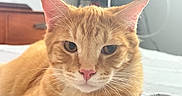 Max joined the competition — help win amazing prizes! cat, ginger_cat, close_up, indoor, bed, whiskers, relaxed, fur, pet, animal, domestic, sleepy, face, ears, pink_nose, household, furniture, blurred_background, cozy, resting