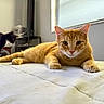 Max joined the competition — help win amazing prizes! orange_cat, black_cat, bed, indoor, cat, feline, pet, animal, curious, relaxed, window, blanket, domestic, whiskers, ears, paws, looking, light, room, sleeping_area