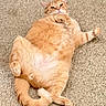 Max joined the competition — help win amazing prizes! cat, orange_tabby, pet, feline, fluffy, carpet, indoor, relaxed, lying_down, belly_up, cute, whiskers, paws, tail, fur, animal, domestic, mammal, resting, playful