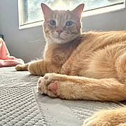 Max joined the competition — help win amazing prizes! cat, ginger_cat, pet, indoor, bed, paw, fur, window, sunlight, relaxed, feline, cute, animal, domestic_animal, whiskers, pink_paw, resting, texture, cozy, curious