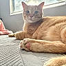 animal, bed, cat, cozy, curious, cute, domestic_animal, feline, fur, ginger_cat, indoor, paw, pet, pink_paw, relaxed, resting, sunlight, texture, whiskers, window