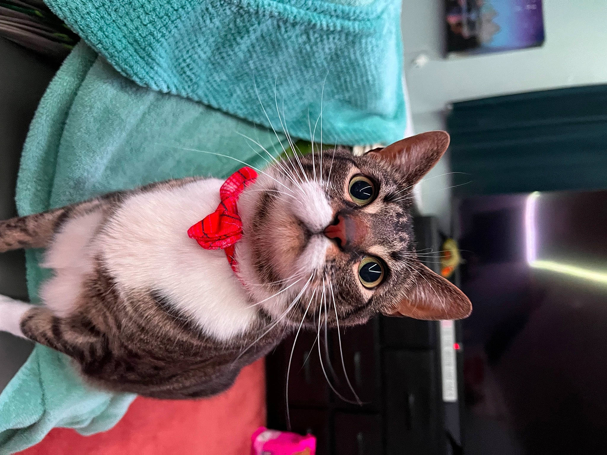 Phoebe joined the competition — help win amazing prizes! carnivore, cat, claw, domestic_short_haired_cat, fashion_accessory, fawn, felidae, fur, holiday, human_leg, paw, small_to_medium_sized_cats, snout, tail, tree, whiskers