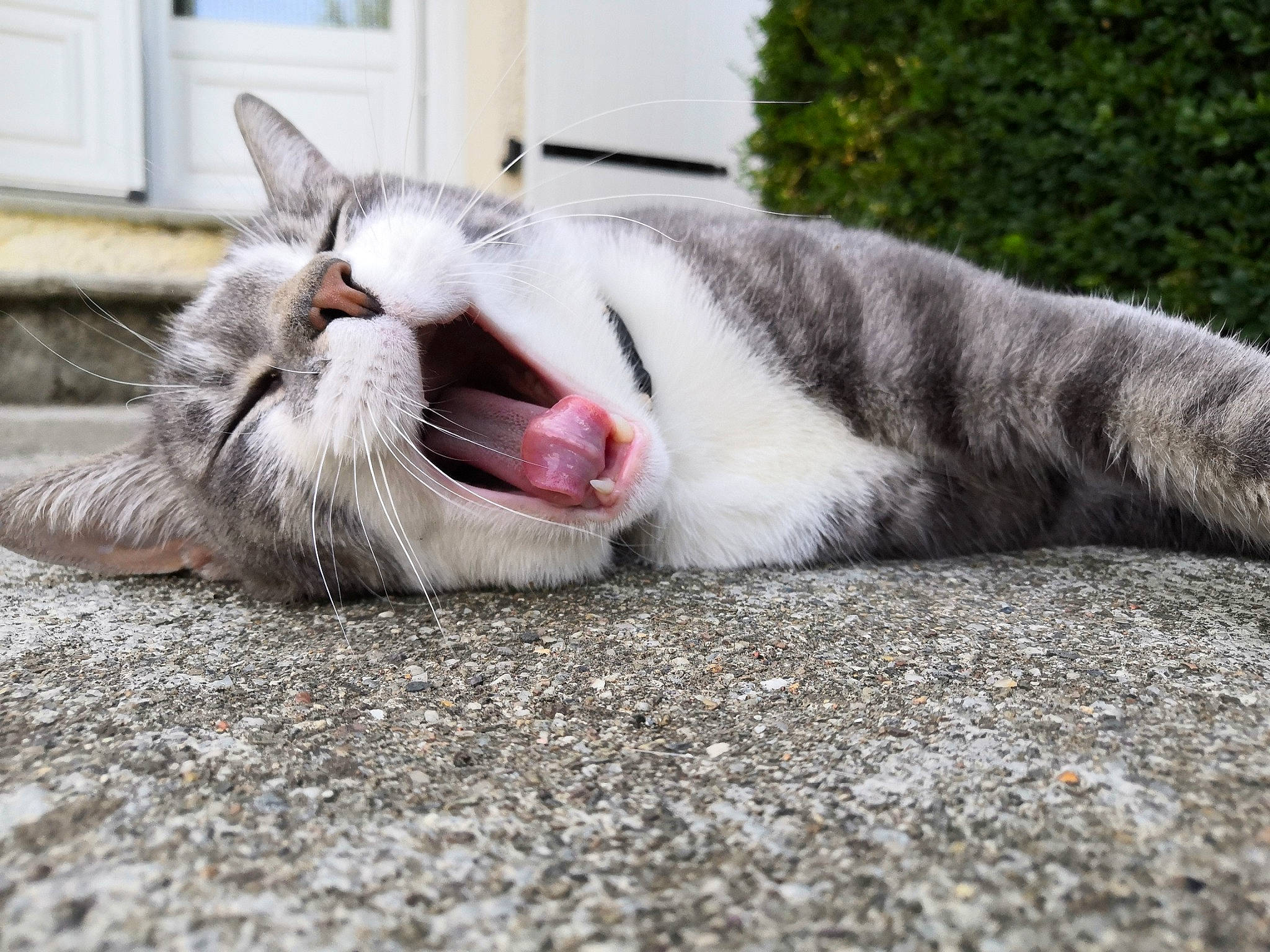 Lenzo a rejoint le concours — aidez-le/la à gagner de superbes lots ! aegean_cat, carnivore, cat, domestic_short_haired_cat, european_shorthair, eye, facial_expression, felidae, fur, mouth, nap, nose, organ, paw, sleep, small_to_medium_sized_cats, snout, tabby_cat, whiskers, yawn