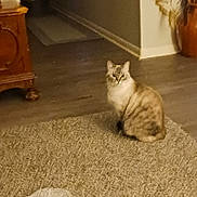 Zendi joined the competition — help win amazing prizes! abyssinian, animal, architecture, cabinet, cat, closet, cupboard, drawer, furniture, hardwood, homedecor, indoors, kitten, manx, pet, plant, plywood, pottedplant, siamese, wood