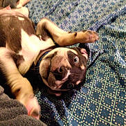 Doobie joined the competition — help win amazing prizes! dog, puppy, lying_down, playful, blue_blanket, patterned_blanket, indoor, pet, cute, fur, canine, resting, happy, young_dog, animal, domestic_animal, smiling, paw, collar, bed