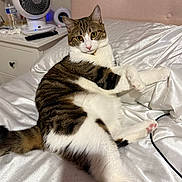 Koukla is registered to the contest to win money with this photo: cat, tabby_cat, white_fur, bed, satin_sheets, paw, paw_pad, fur, pink_nose, yellow_eyes, whiskers, collar, bedroom, nightstand, fan, remote_control, charging_cable, tail, staring, indoor_pet