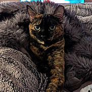 Layla joined the competition — help win amazing prizes! cat, tortoiseshell, pet, animal, feline, fluffy, blanket, cozy, indoor, stretching, paw, relaxed, closeup, portrait, eyes, fur, home, living_room, television, soft