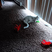 Kiki joined the competition — help win amazing prizes! animal, carpet, cat, cozy, cute, domestic, feather_toy, feline, floor, fun, indoor, light_and_shadow, pet, playful, rolling, sunlight, toy, vertical_blinds, white_cat, window