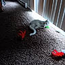 animal, carpet, cat, cozy, cute, domestic, feather_toy, feline, floor, fun, indoor, light_and_shadow, pet, playful, rolling, sunlight, toy, vertical_blinds, white_cat, window